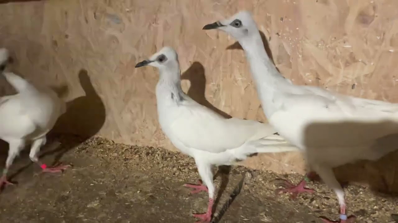 Gołębie Srebrniaki #viral #foryou #fyp #dlaciebie #birds 