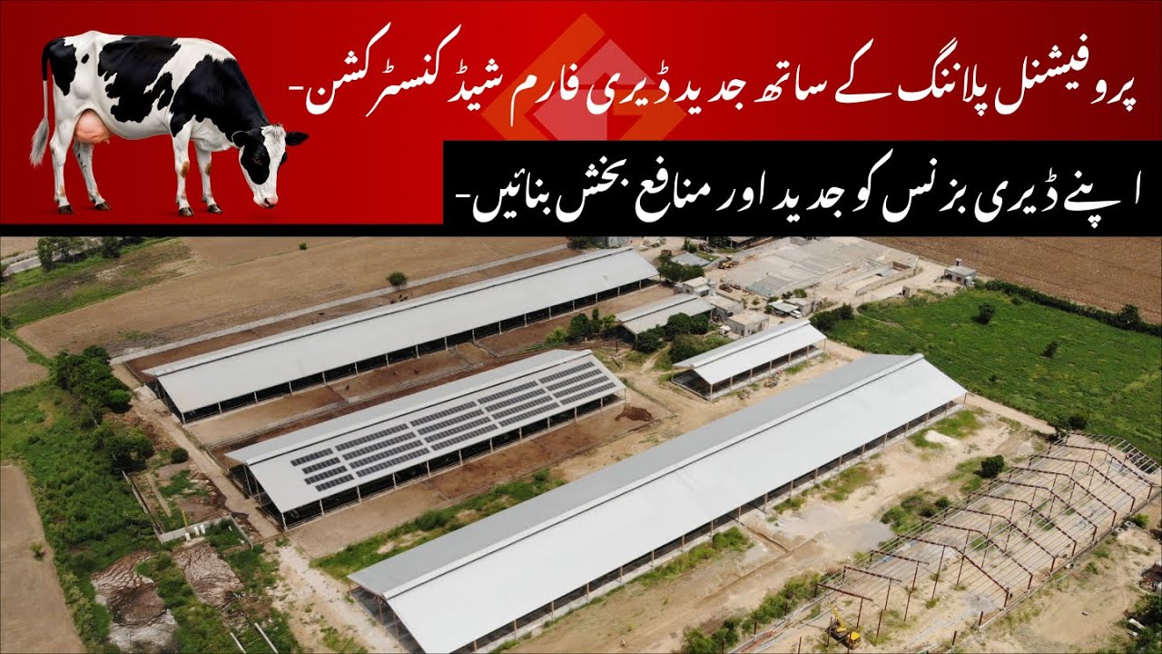 Advanced And Reliable Cow Shed For Long Term Durability And Higher Milk Yield | Global Diary Tech