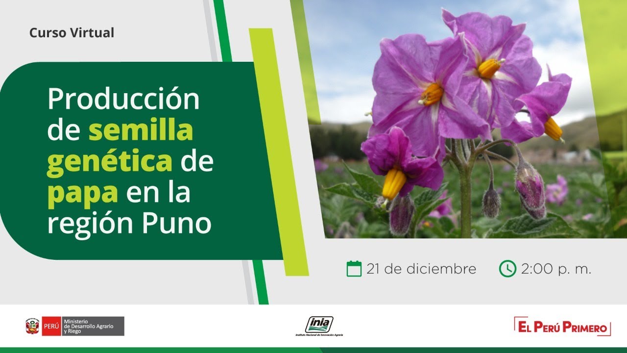 Producci&oacute;n de semilla gen&eacute;tica de papa en la Regi&oacute;n Puno