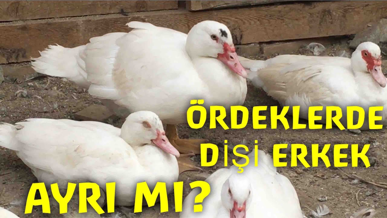 ÇİFTLİĞİ BEKLEYEN TEHLİKE!(Amerikan Ördeği Dişi Erkek Ayrımı)!NET!!!!!#çiftliktekitehlike,#yaban