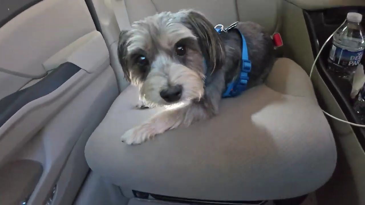Bentley is all set for the road trip on Taco Tuesday.