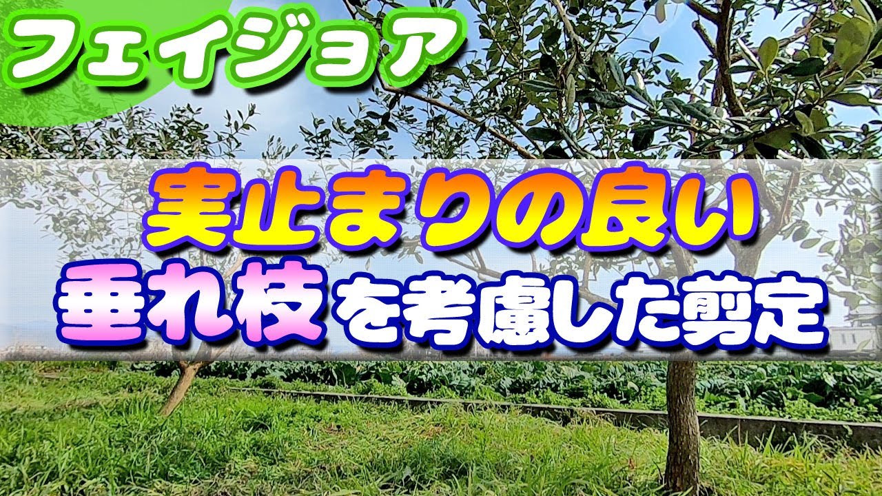 フェイジョアの剪定　豊作と不作を見比べてフェイジョアの特徴を理解する