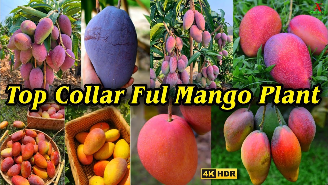 Best colourful mango plant farming 