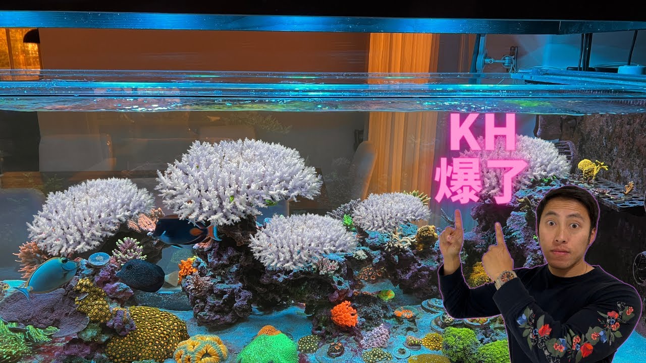 珊瑚缸的灾难，KH飙升导致大量硬骨珊瑚死亡！