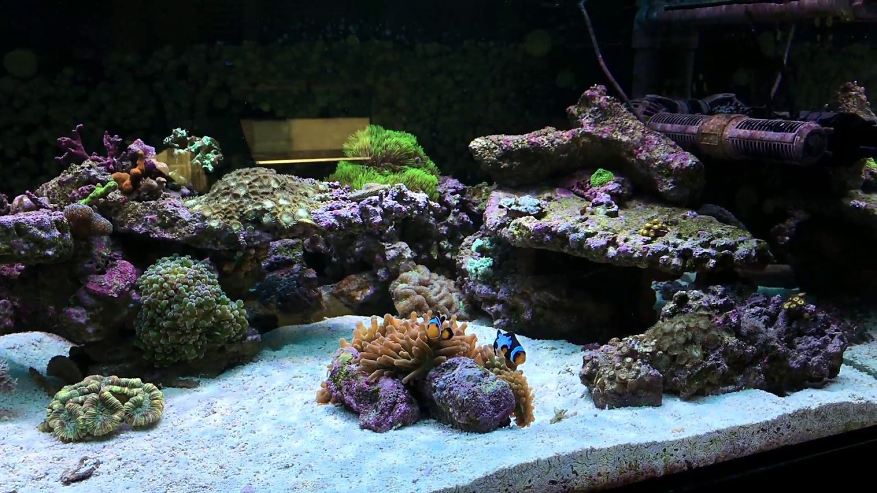 Lente para grabar acuario marino