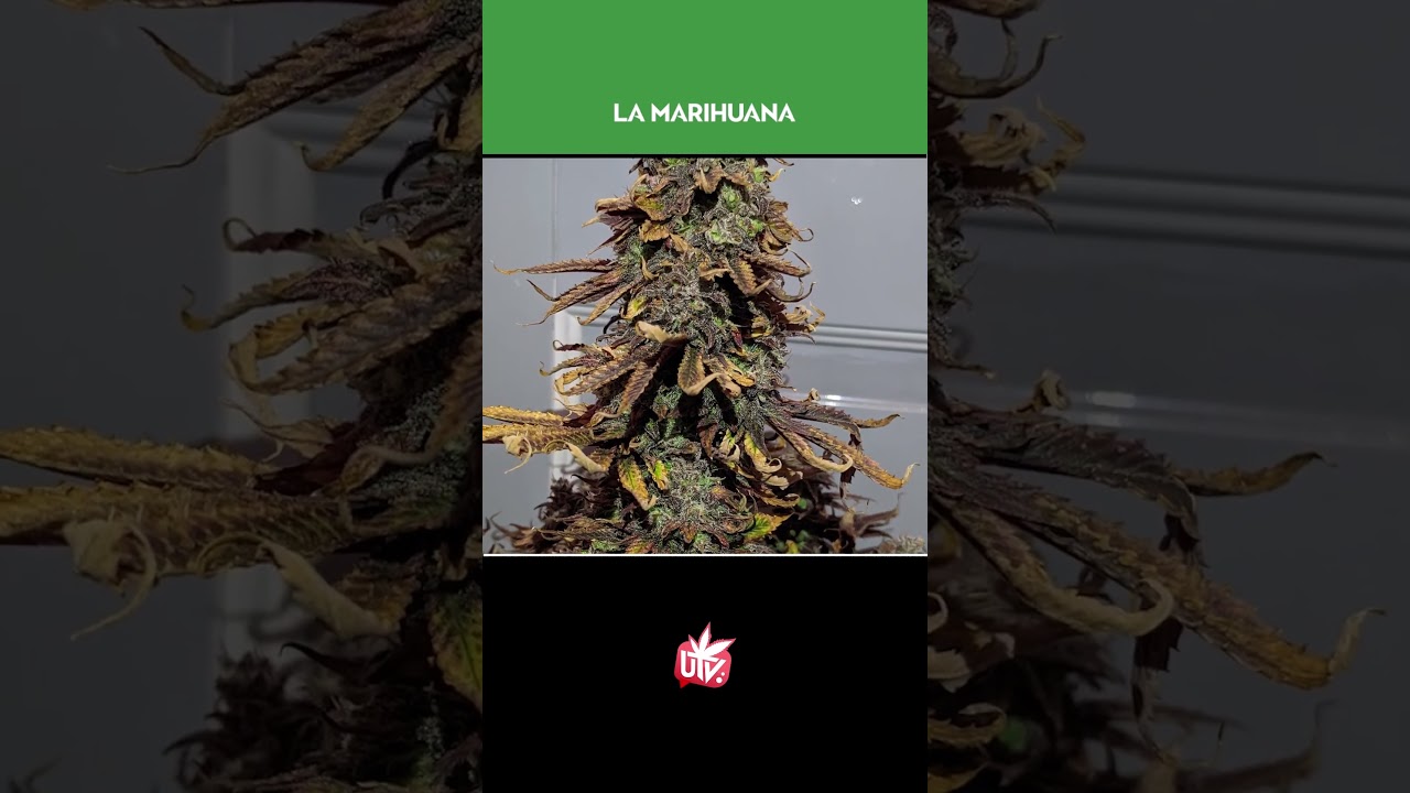 Las VARIEDADES con m&aacute;s CBD