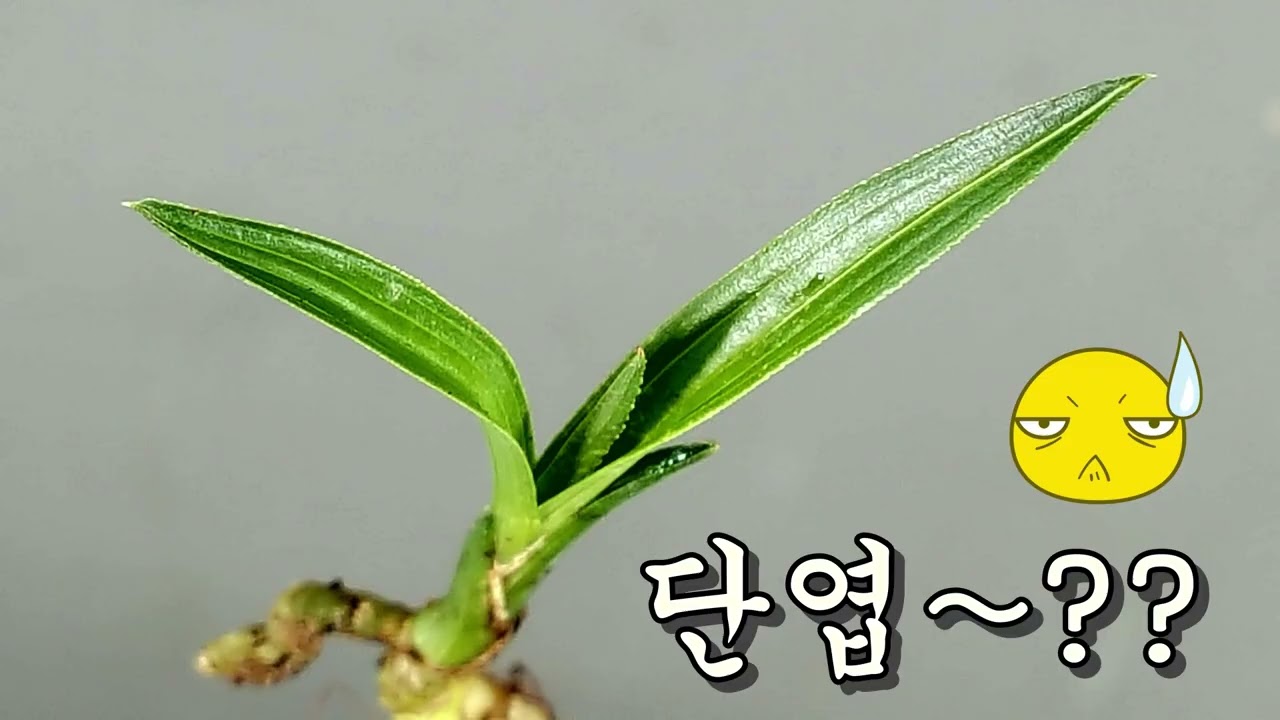산채품3종-판매완료(감사합니다)
