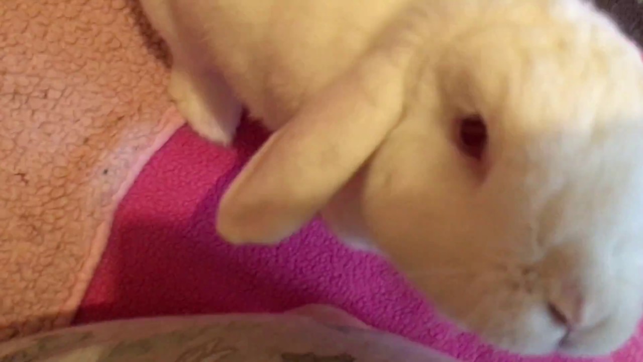 Lotus has sore hocks (what caused it and how I'm treating)