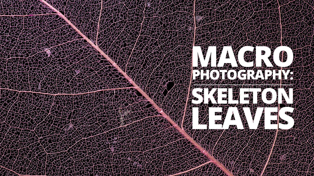 Skeleton Leaf Macro Photography Tutorial