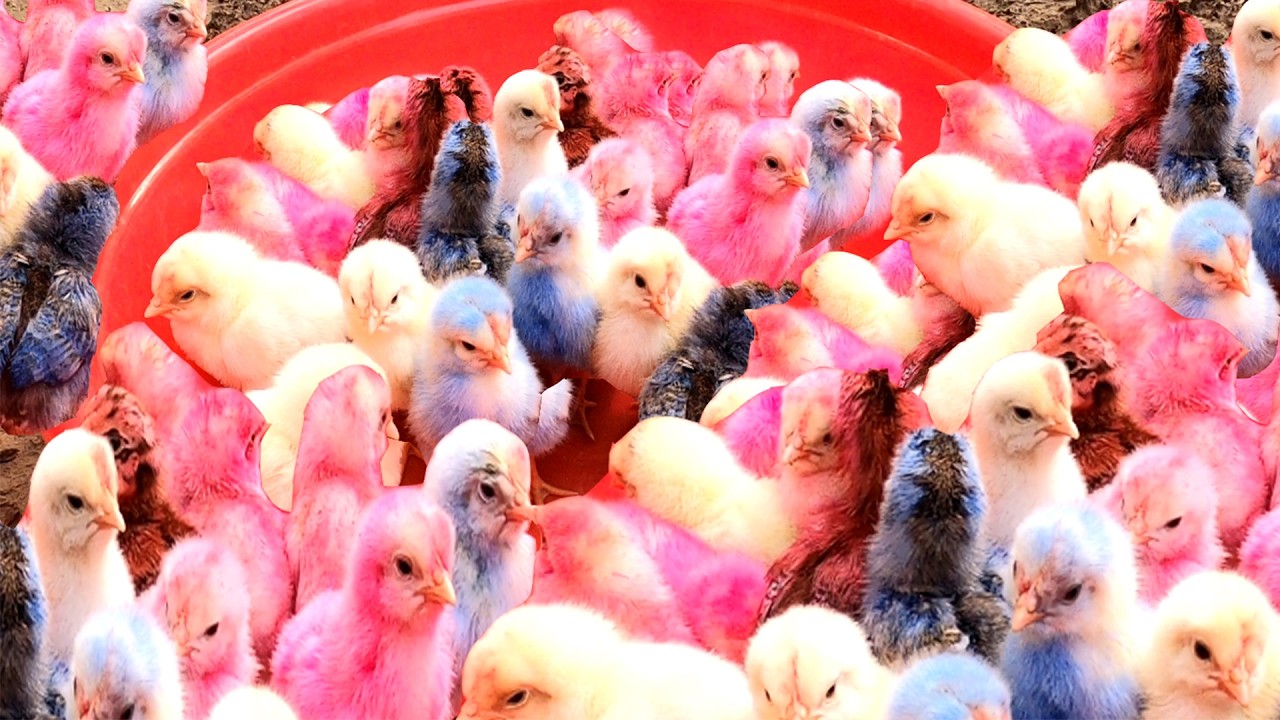 Top 10 Video Catch Animal, Cute Duck, Colorful Chickens, Rainbow Chickens, Animal Care 💦💜💜💕💙.