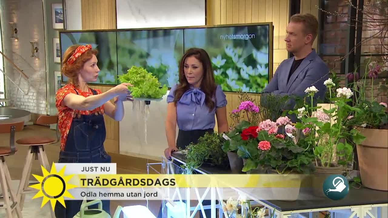 Trädgårdsdags – så odlar du hemma utan jord - Nyhetsmorgon (TV4)