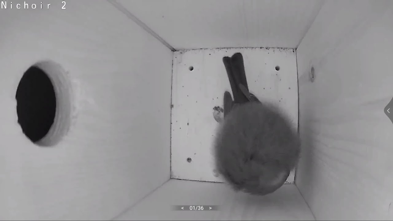 Nichoir Mésange charbonnière en direct - BirdCam