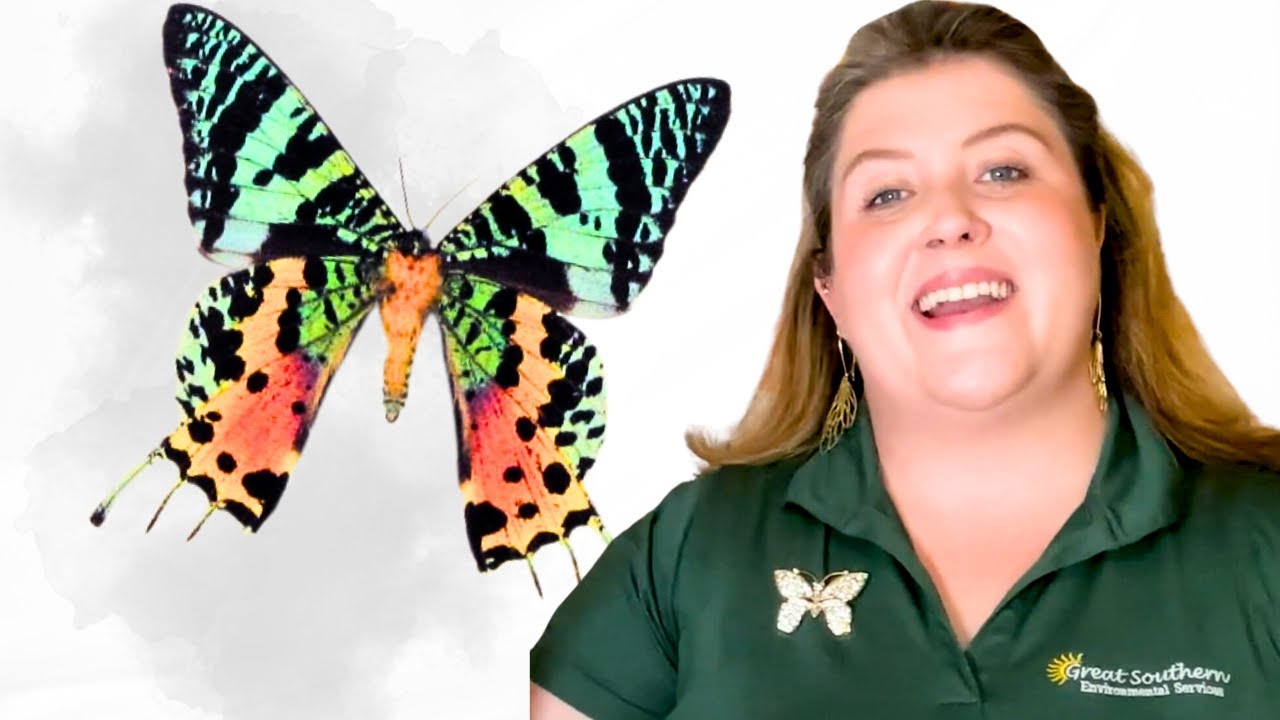 The Fascinating World of Lepidoptera: Butterflies & Moths Explained!