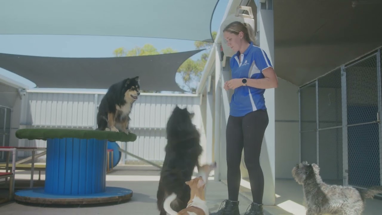 Baldivis Boarding Kennels & Cattery - 