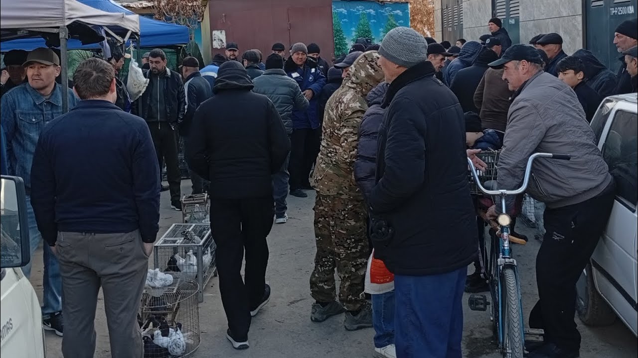 Урганч каптар ва хуроз бозори 15.03.2026