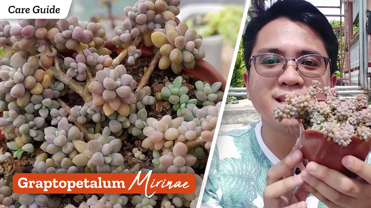Graptopetalum Mirinae / Succulent Care Guide, Propagation & Problems