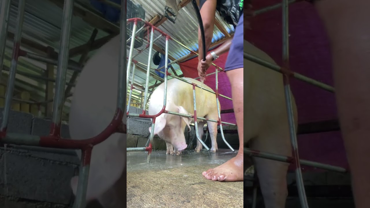 Daily routine.. ligo sa mga alagang inahin..