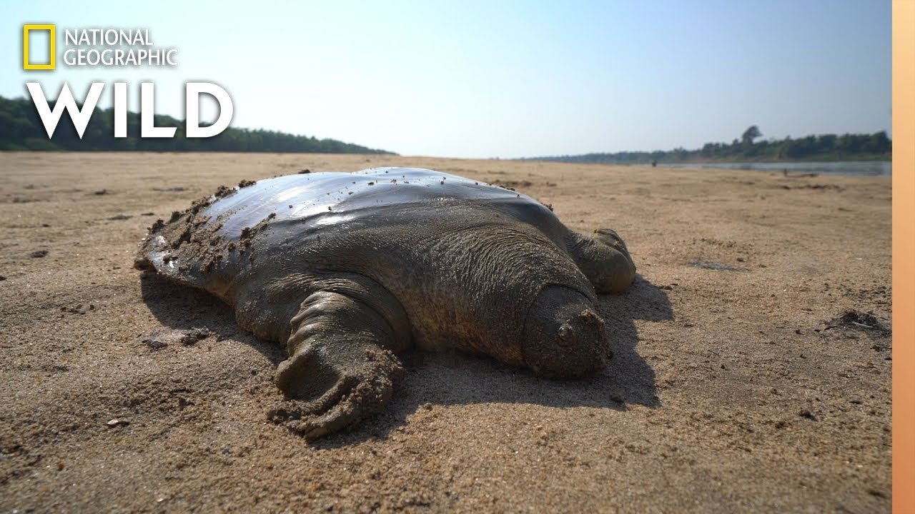 Rare Giant Soft-Shell Turtle Released Into the Wild | Nat Geo Wild