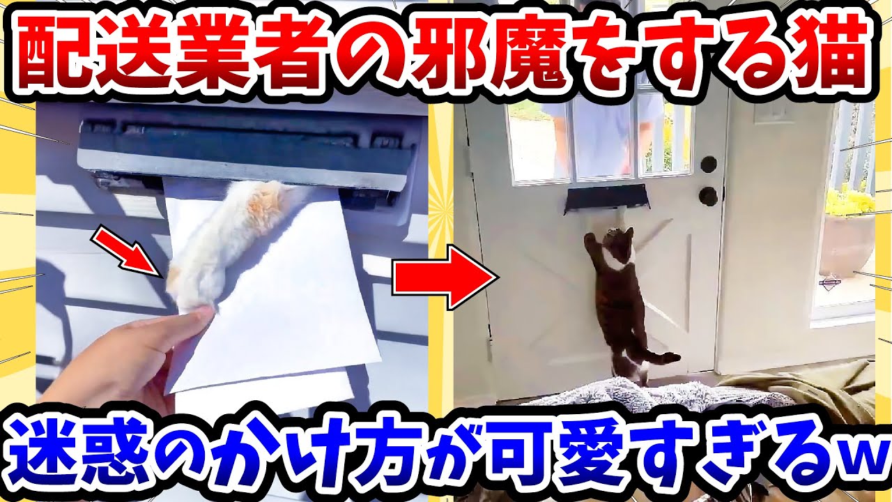 【2ch動物スレ】配送業者の邪魔をする猫 → 迷惑のかけ方が可愛すぎるwww