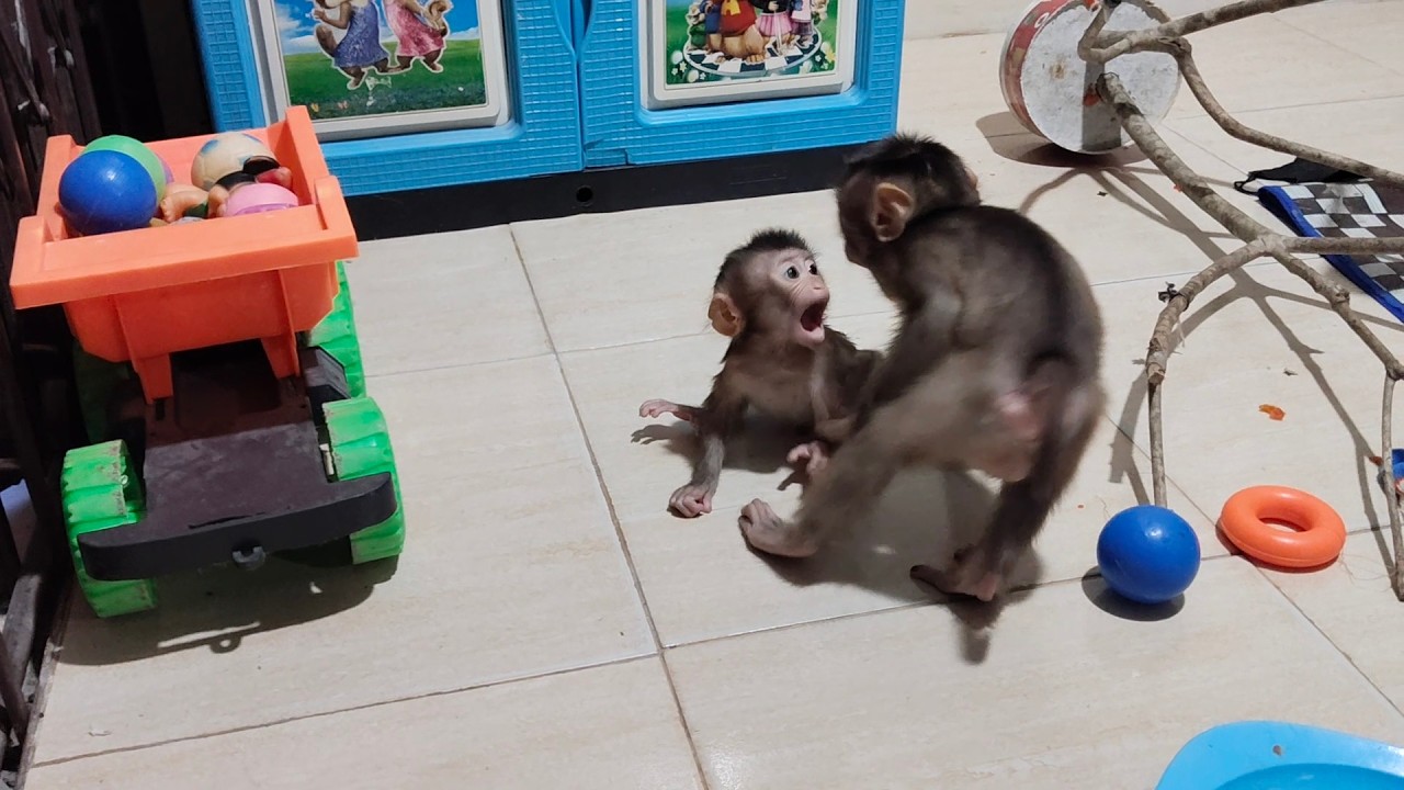 The tense fight between the two baby monkeys