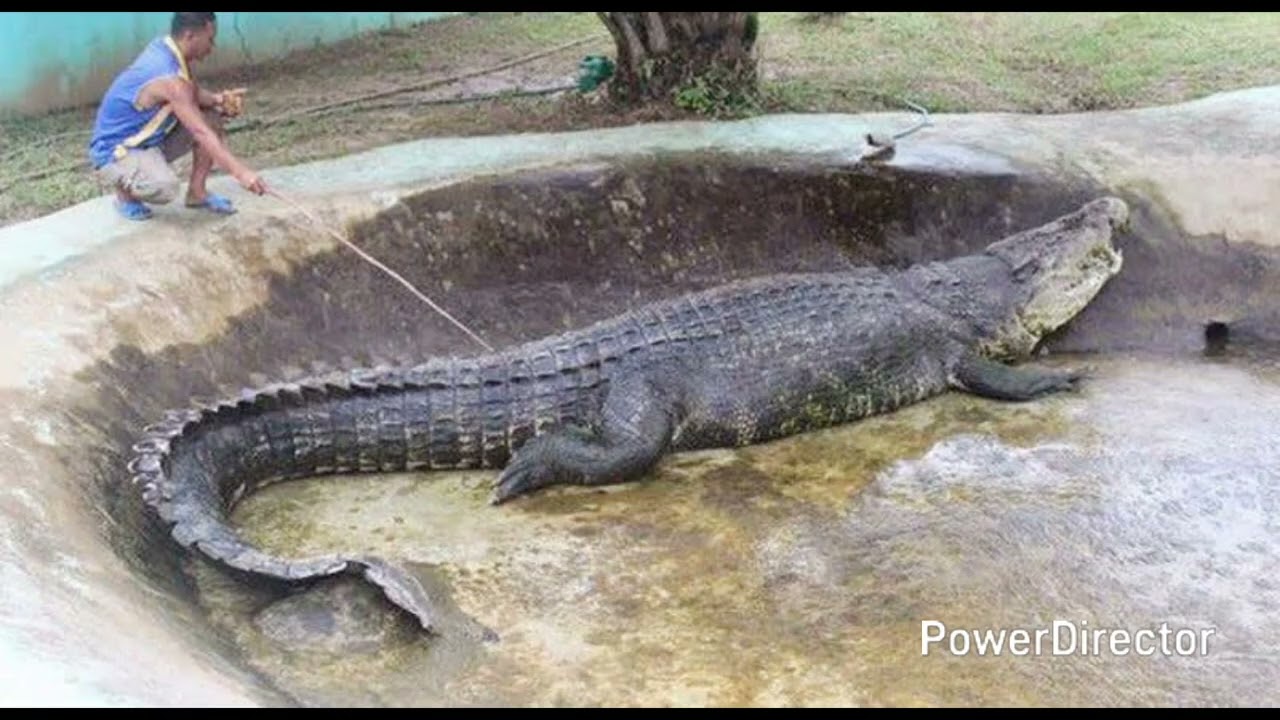 Breaking dino news:disney animal kingdom dinosaur ride has closed on fed 2😢 