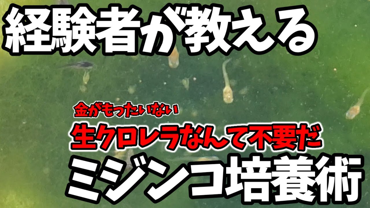 経験者が教えるメダカの餌ミジンコ培養方法【お金を使わない】生クロレラは不要！グリーンウォーター(青水)は簡単に作れる‼️安らぎAQUAちゃんねる