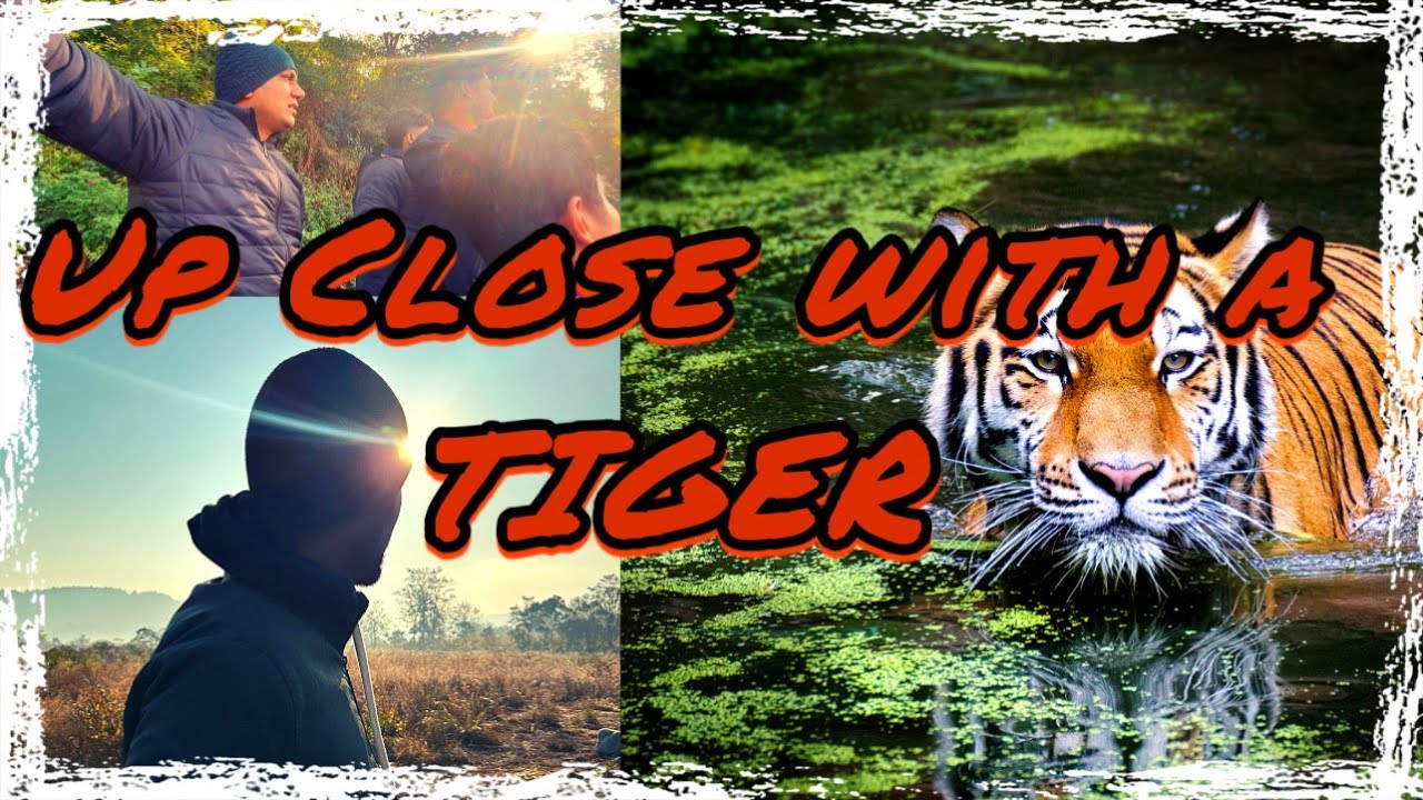 Tiger Encounter in Jim Corbett: Part-2