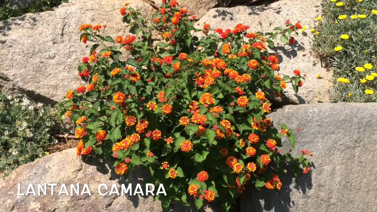 Lantana camara. Garden Center online Costa Brava - Girona.