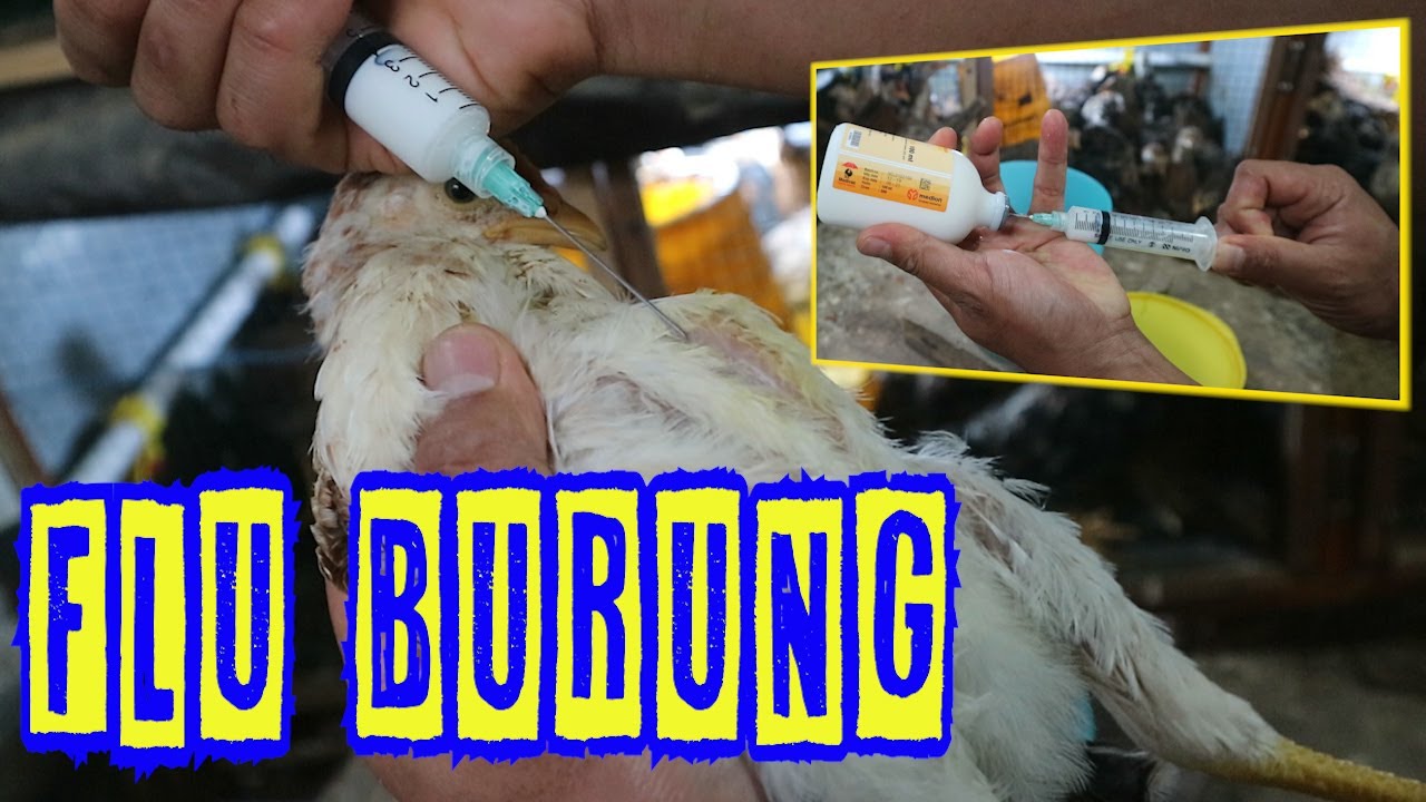 Cara Menyuntikkan Vaksin ND AI Untuk Mencegah Virus Flu Burung
