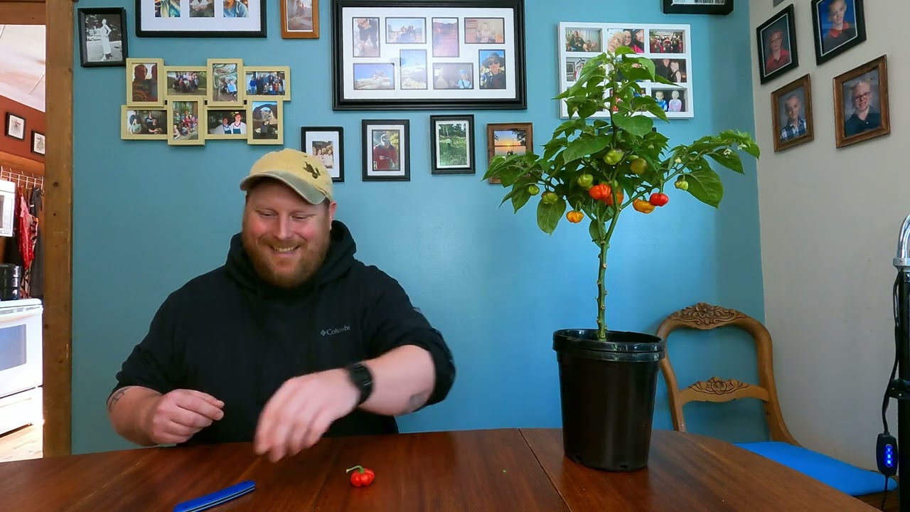 Aji Cachucha Purple Splotched Taste Test