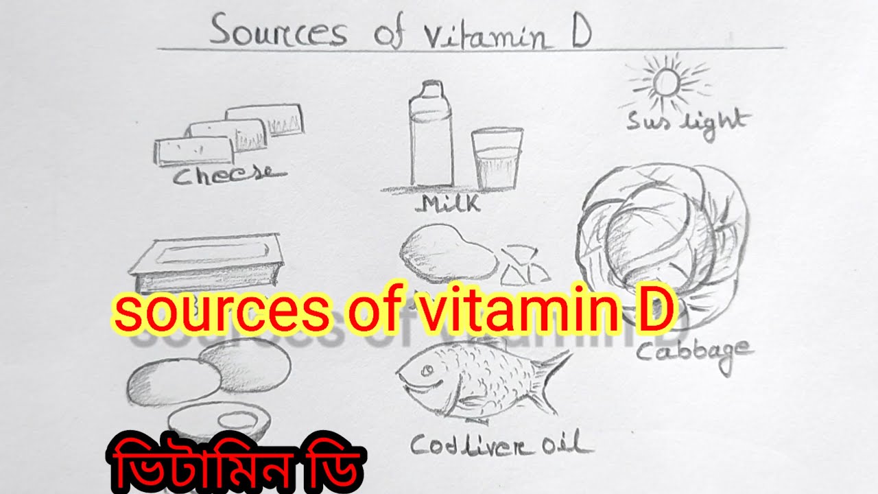 Sources of vitamin D drawing/vitamin D drawing/things that we get vitamin D/ভিটামিন ডি উংসগুলি আকা