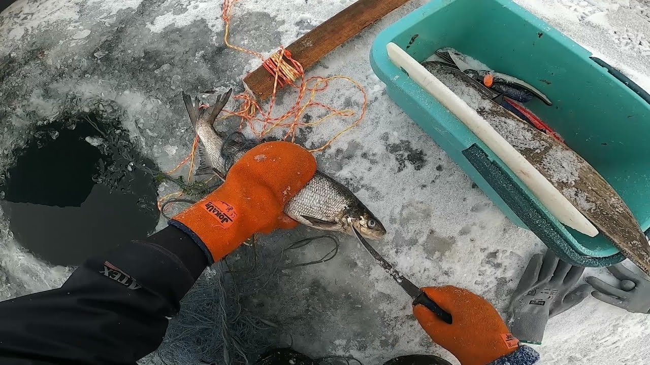 Good catches in winter - Net fishing in northern Finland, part 8. (ENG SUB)