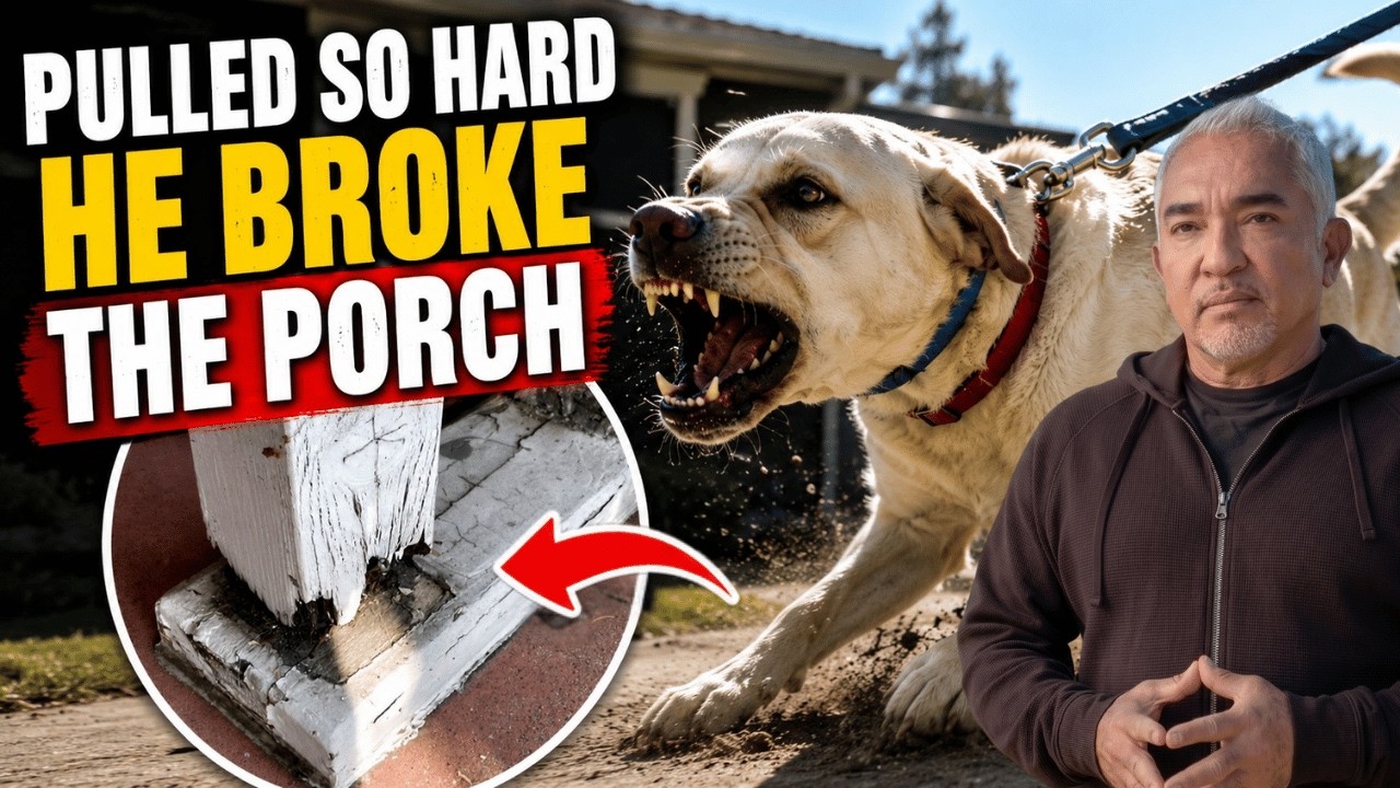 This One Habit Was Making His Lab More Aggressive | Better Human Better Dog