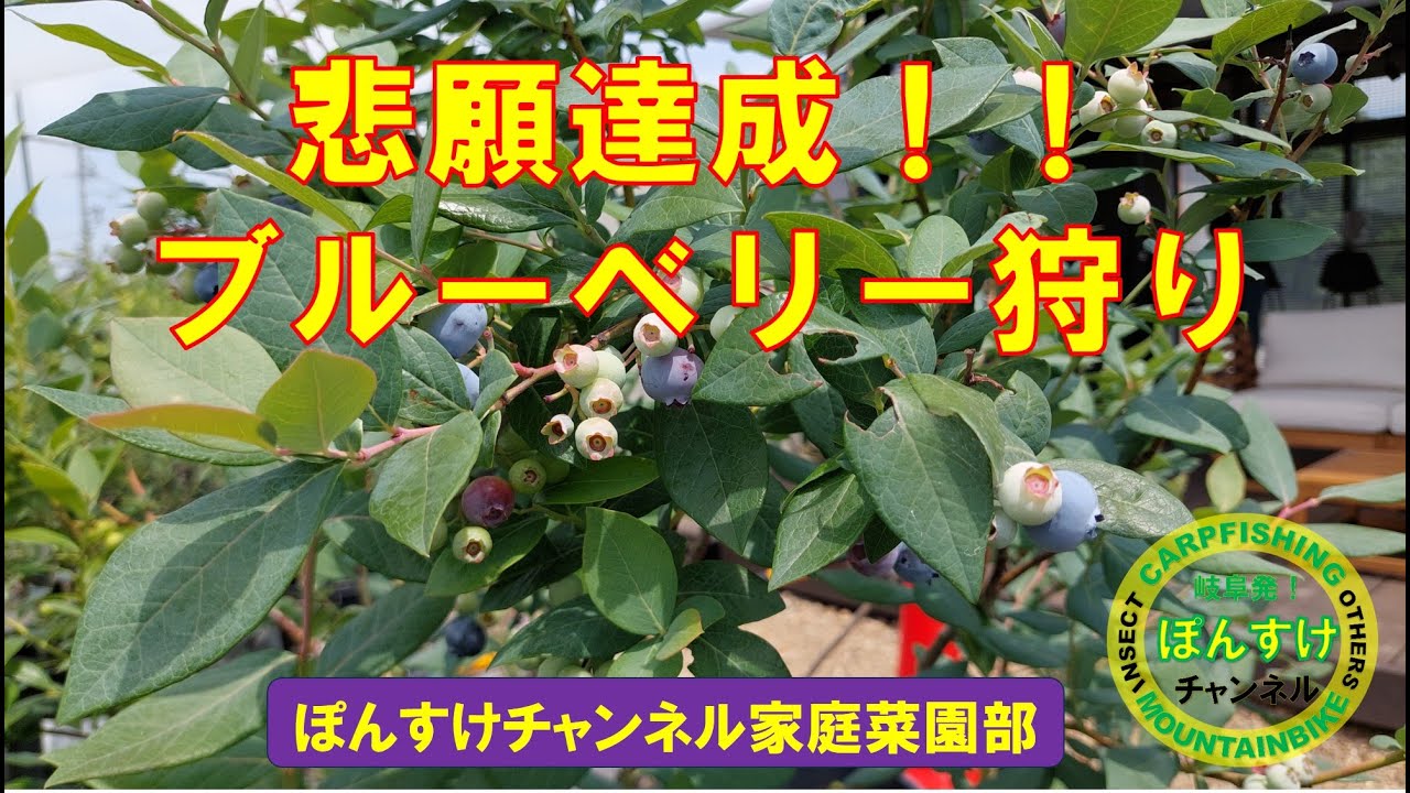 初めてのブルーベリー狩り　岐阜県各務原市のブルーベリーファーム＆カフェMAUVE（モーブ）さんへ行ってきました