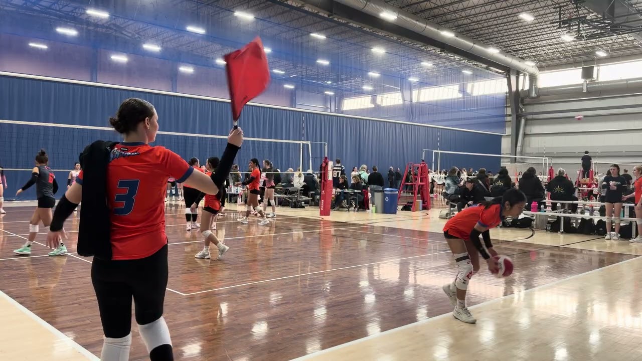 Sharks VS. Sea Dragons Pink (Set 2)