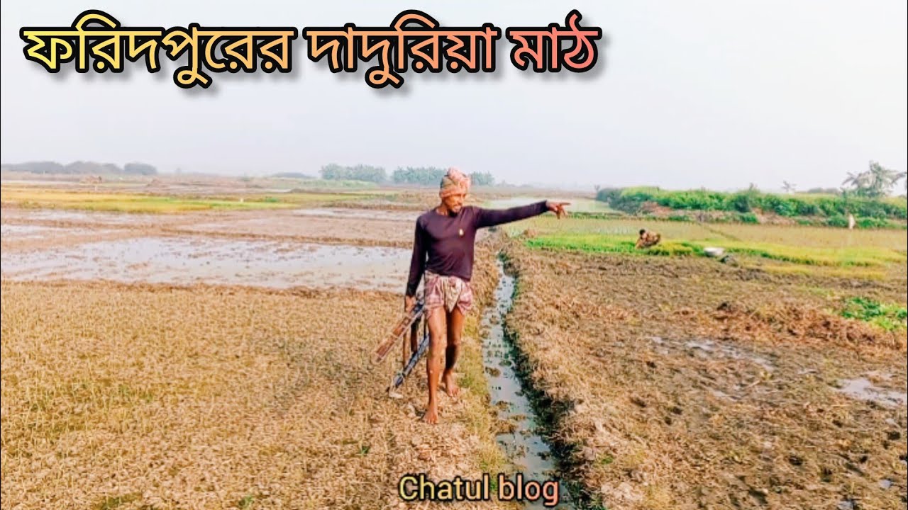 মাঘের শুরুতেই ফরিদপুরের দাদুরিয়া মাঠে কৃষকদের ধান লাগানোর ব্যাস্ততা। Chatul blog.
