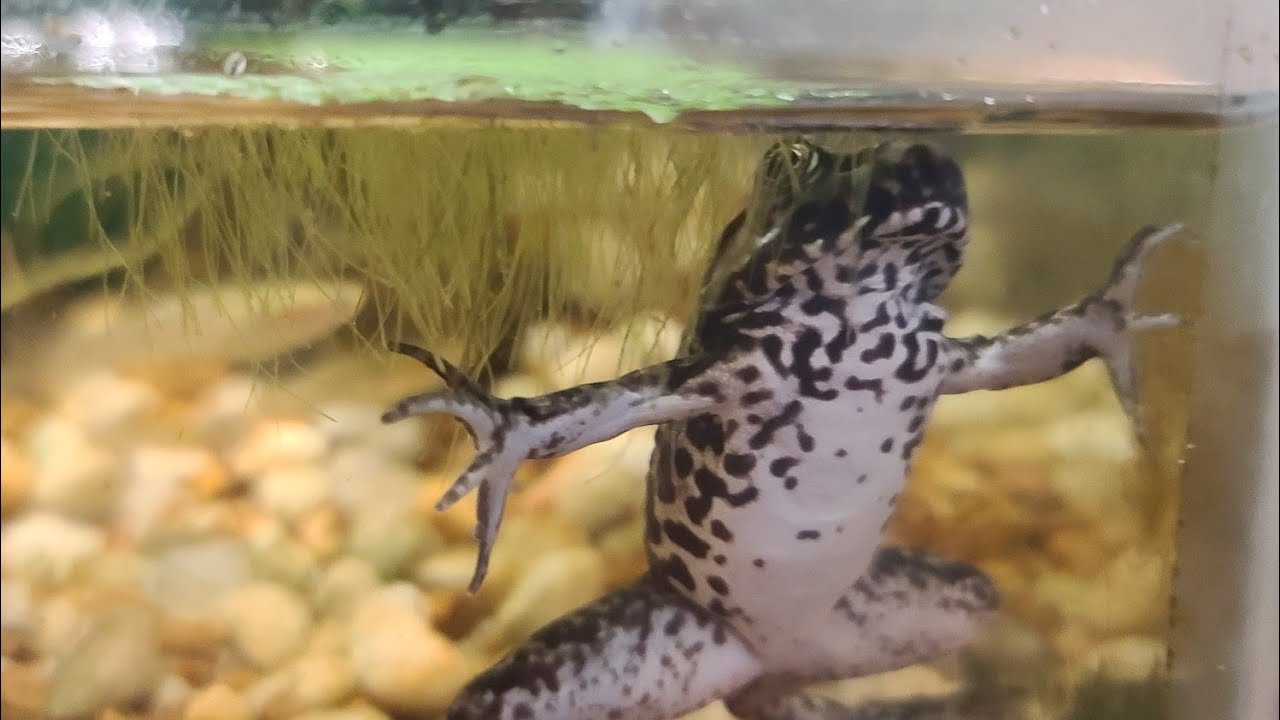 American Bullfrog Enclosure Basic Care and Setup