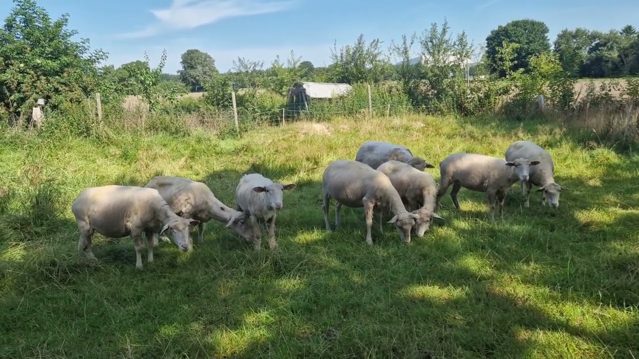 Selektion der Mutterschafe und Ziegen, Haarschafe warwn ein Fehler von mir.