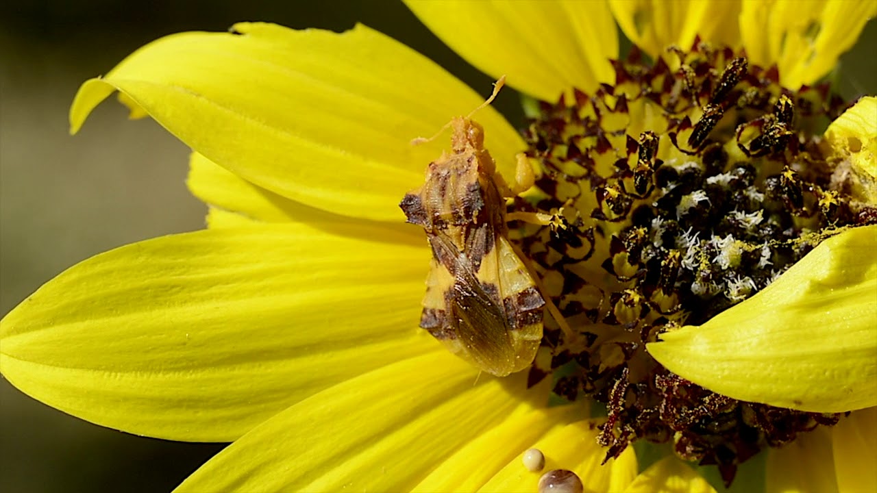 Jagged Ambush Bug mbo blog