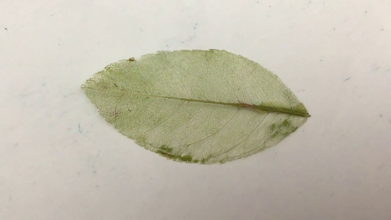 How To Make Skeleton Leaves - Kids DIY