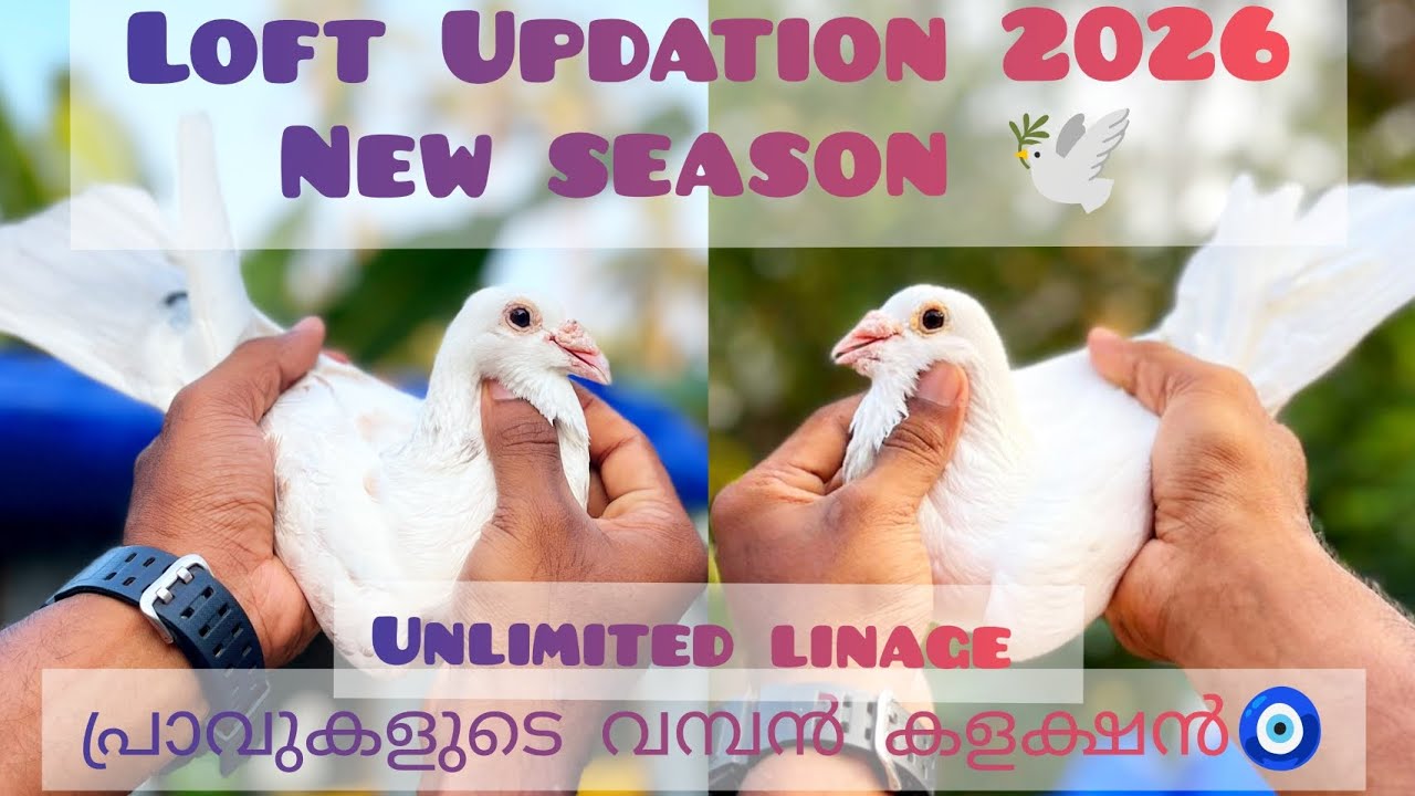 🕊️ 2026 പുതിയ തുടക്കം / Loft updation 🕊️ unlimited linage പ്രാവുകളുടെ വമ്പൻ കളക്ഷൻ 🧿