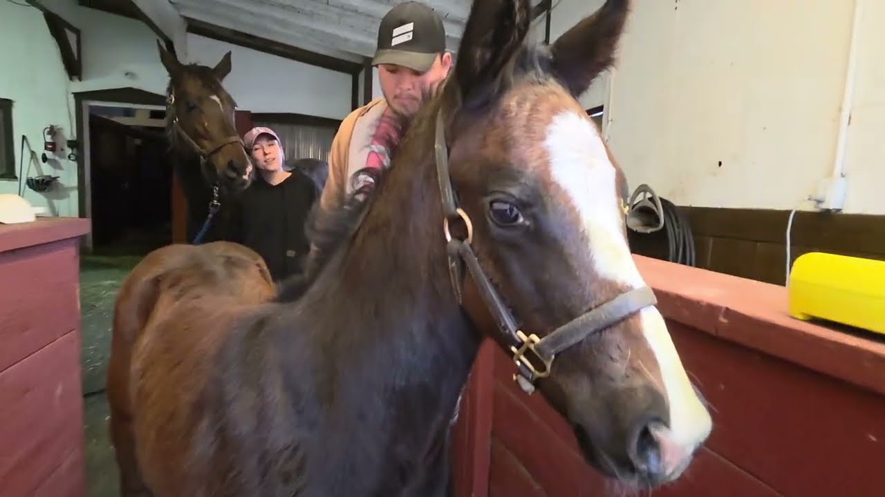 Mid-March Weigh Day of new foals
