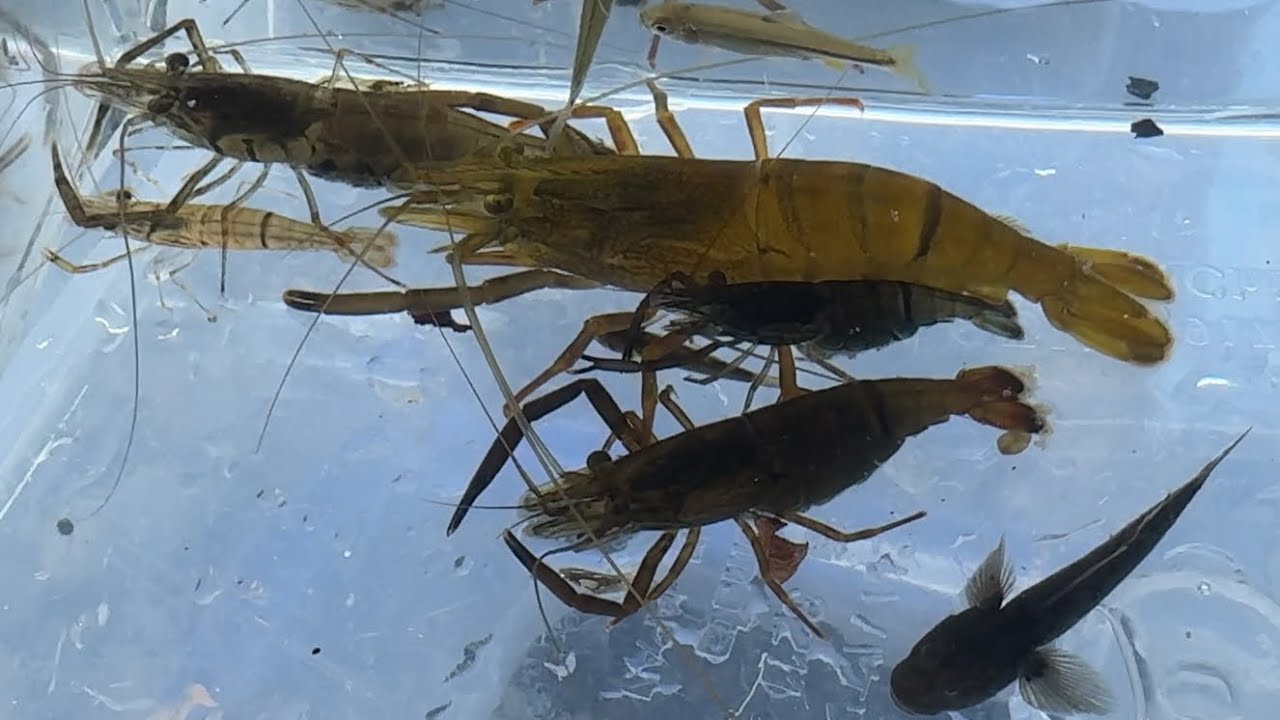 猛暑日に清流で少年と生き物観察【ガサガサ】
