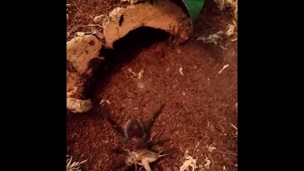 Mexican Red Rump Tarantula tackle - Tliltocatl vagans