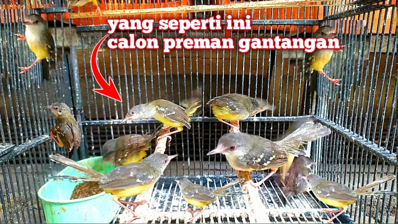 Cara Memilih Ciblek Ombyokan Supaya Dapet yang Bagus dan cepat Gacor