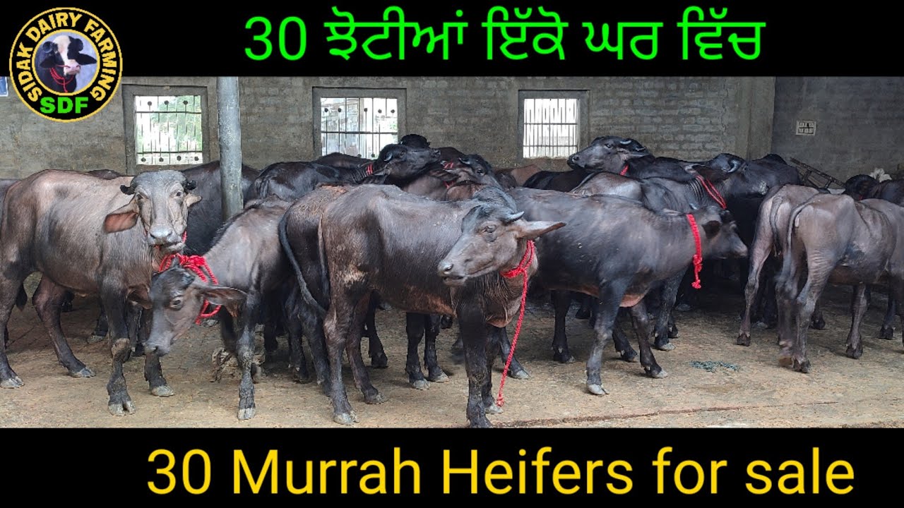 30 Murrah Heifers for sale, 30 ਝੋਟੀਆਂ ਵਿਕਾਊ ਇੱਕੋ ਘਰ ਵਿੱਚ