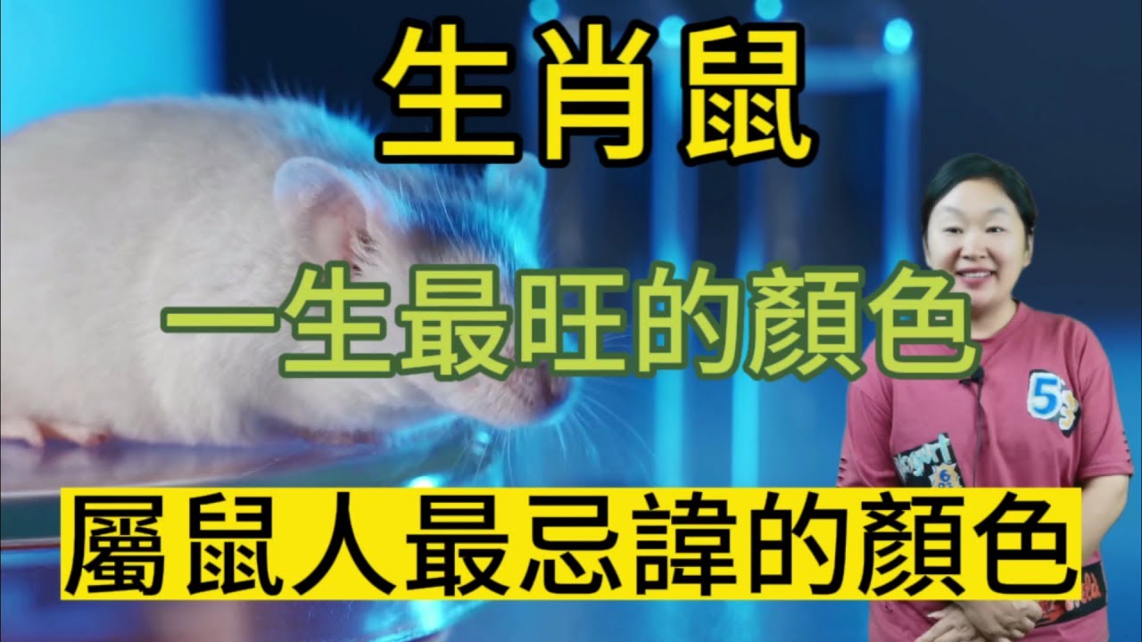 生肖鼠！一生最旺的顏色！屬鼠人一輩子最忌諱的顏色！選對顏色！讓自己的運勢更加旺盛！