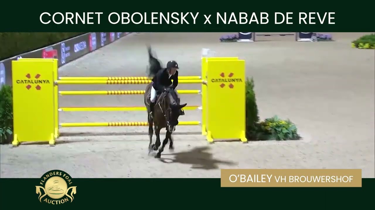 Embryo 12 Cornet Obolensky x L'Espoir d'Opaline van de Caatshoeve