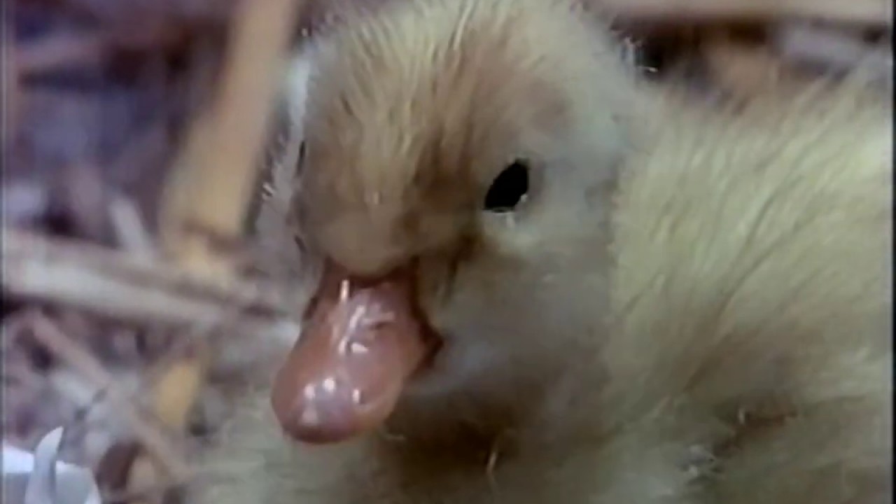 O Pato Dínamo (TV Cultura)