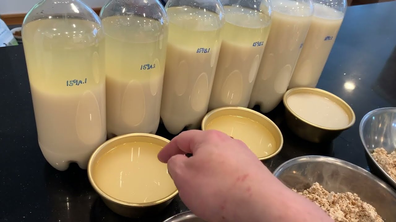 Brewing with extra amylase enzyme: Will this fix your problem? makgeolli 막걸리 homebrew